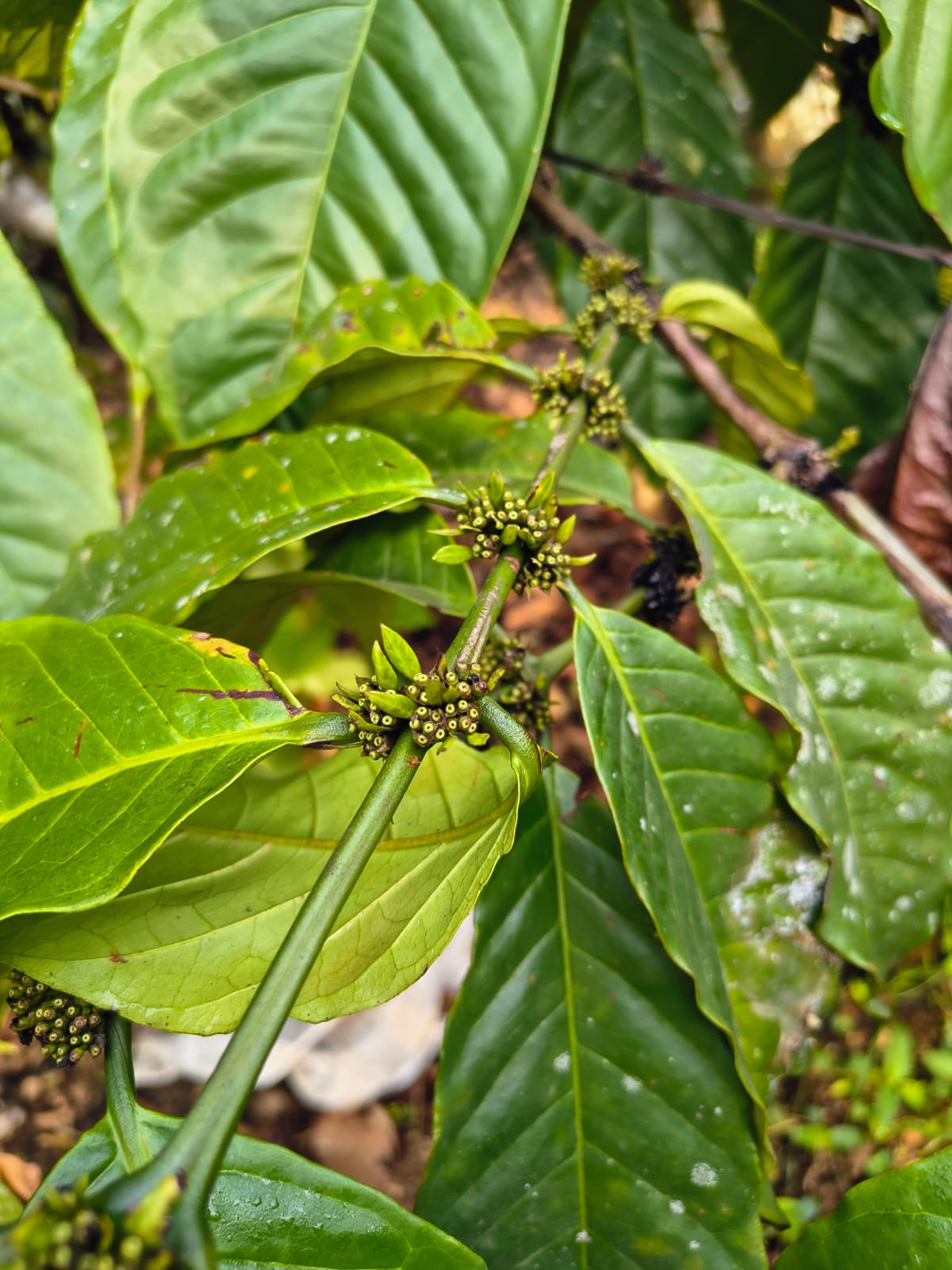 Sprouting Coffee Flower Buds