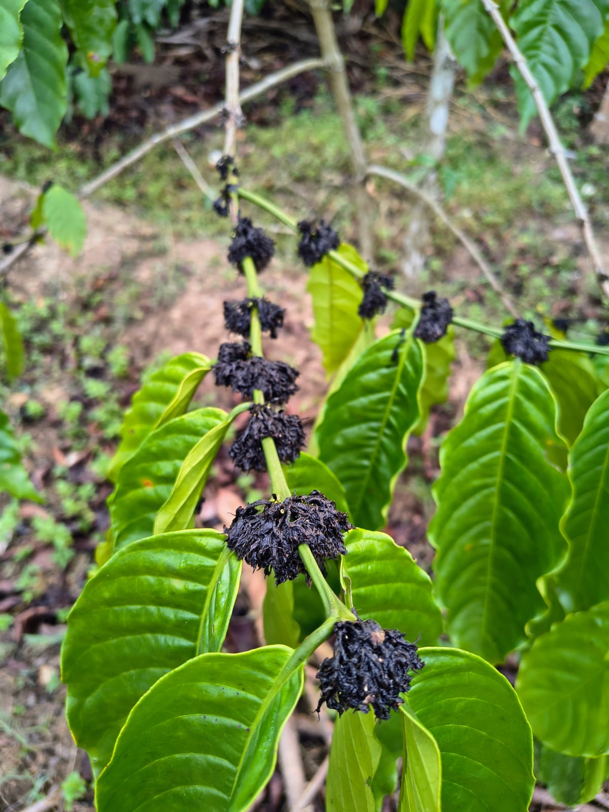Developing Coffee Nodes After Rain