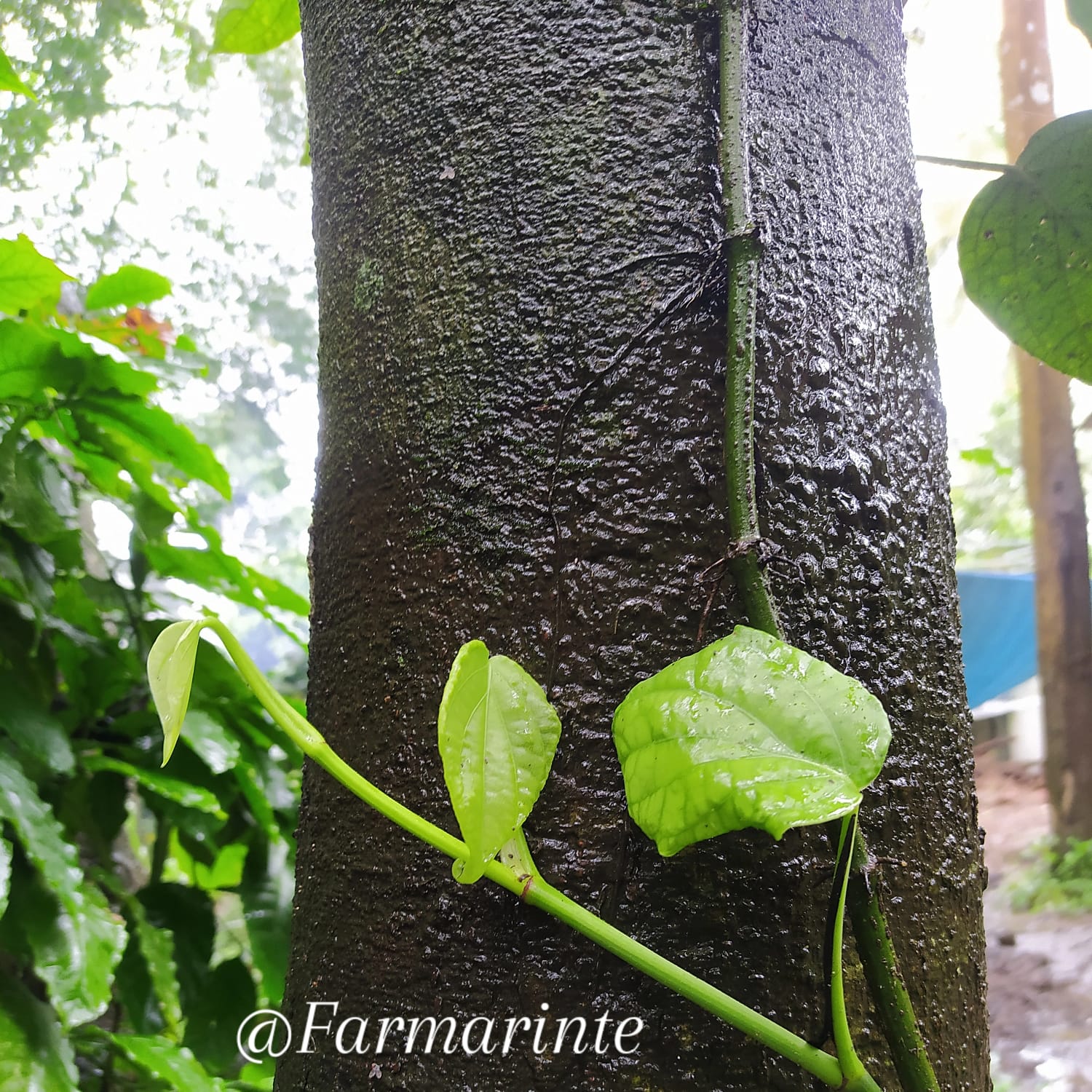 Young Pepper Runner Ascending Tree Bark