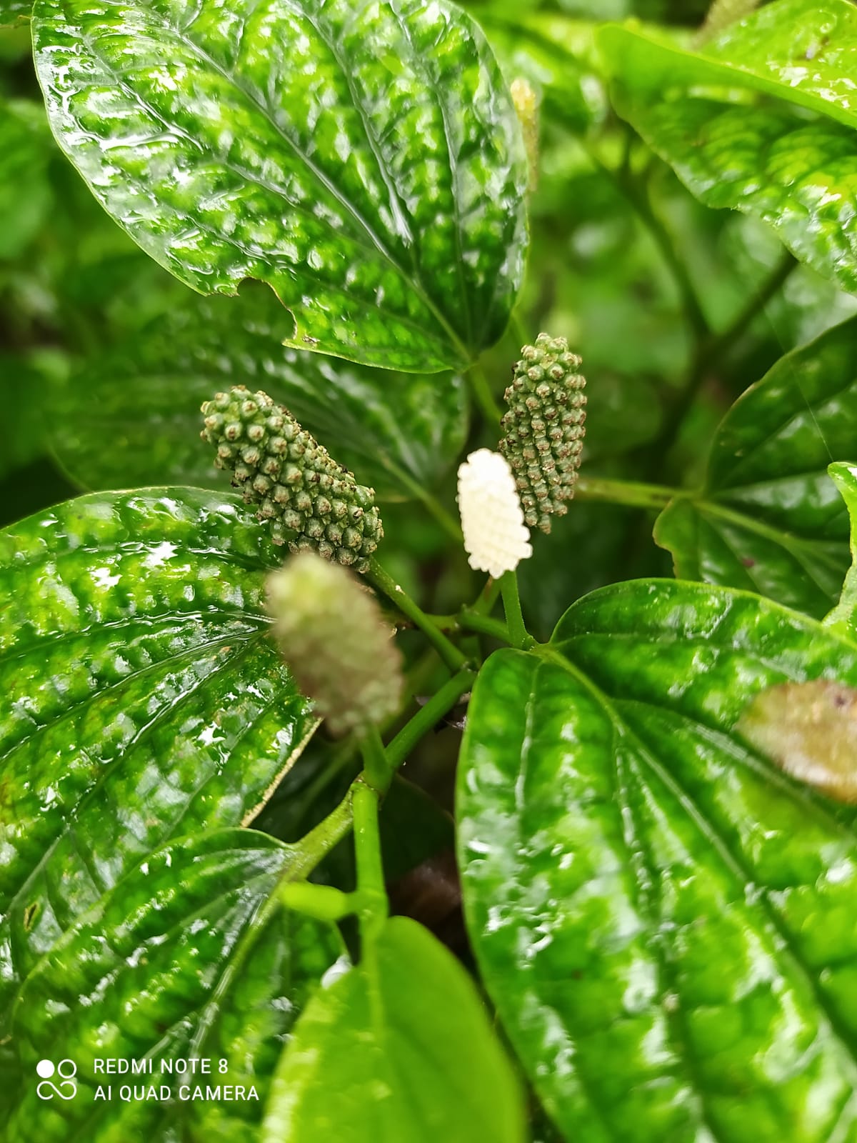 Ayurvedic Thippali Spikes in Monsoon